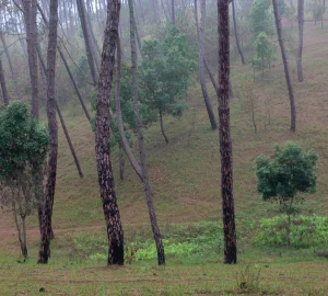 Auspicious Project 1