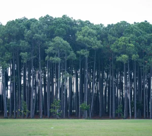 Allied Habitats Project 1