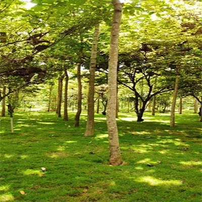 Auspicious Project 2